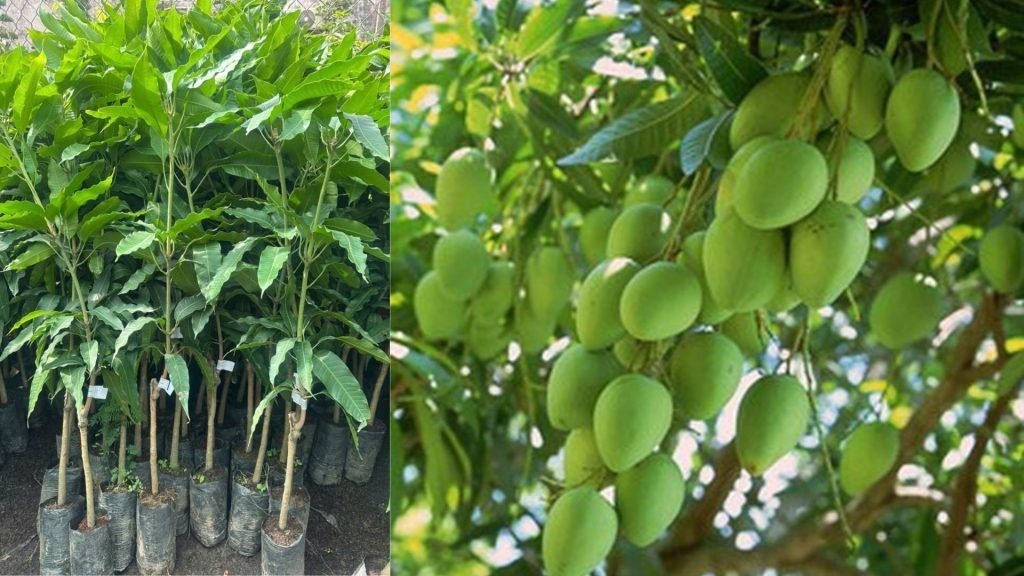 Cây Giống Xoài Cát Hòa Lộc 3