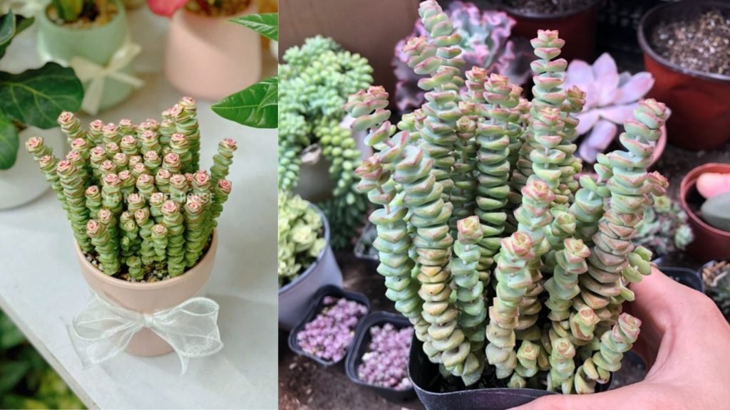 Cây Sen Đá Sao Xếp 3
