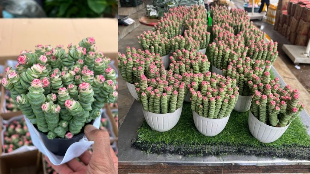 Cây Sen Đá Sao Xếp 2