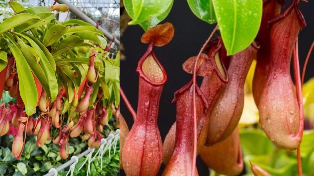 Cây Nắp Ấm 2