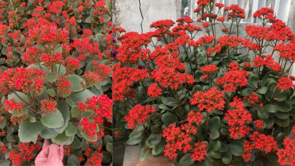 Hoa Sống Đời 3