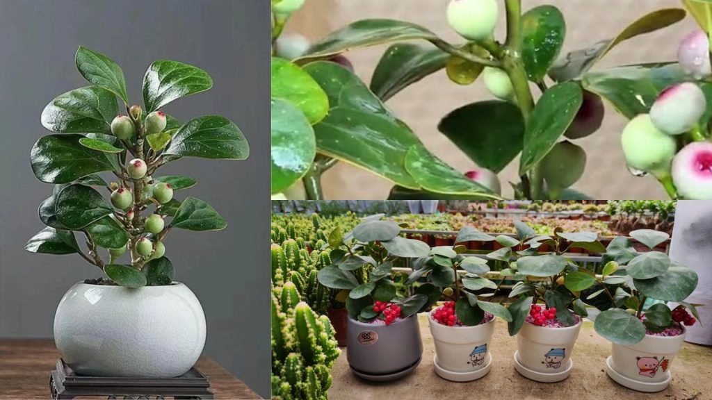 Cây Tiểu Bồ Đề 2