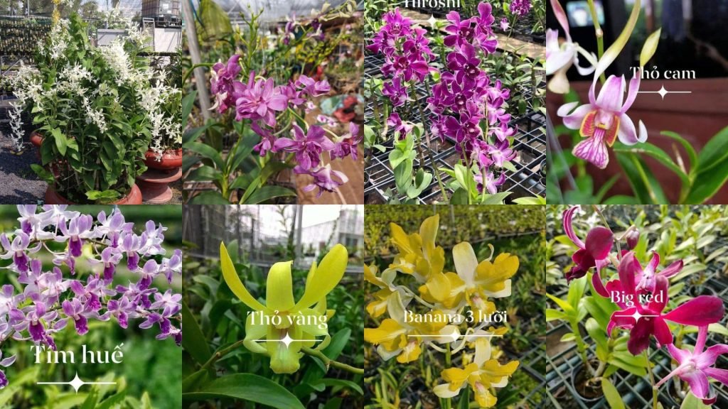 Hoa Lan Dendro Nắng 2