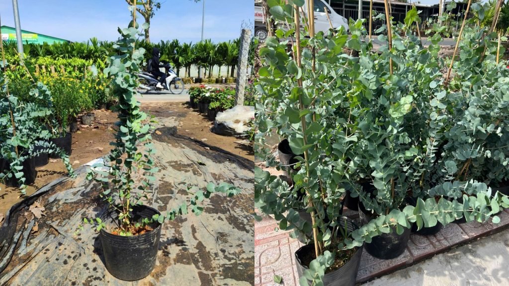 Cây Khuynh Diệp Lá Bạc