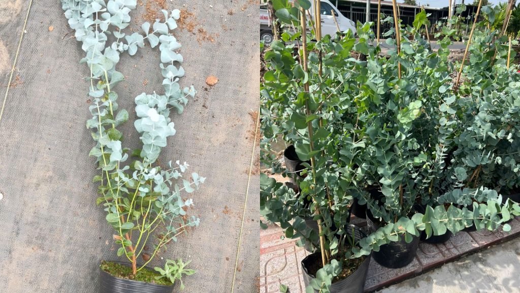 Cây Khuynh Diệp Lá Bạc 2