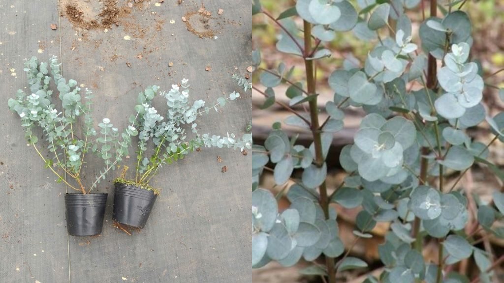 Cây Khuynh Diệp Lá Bạc 3