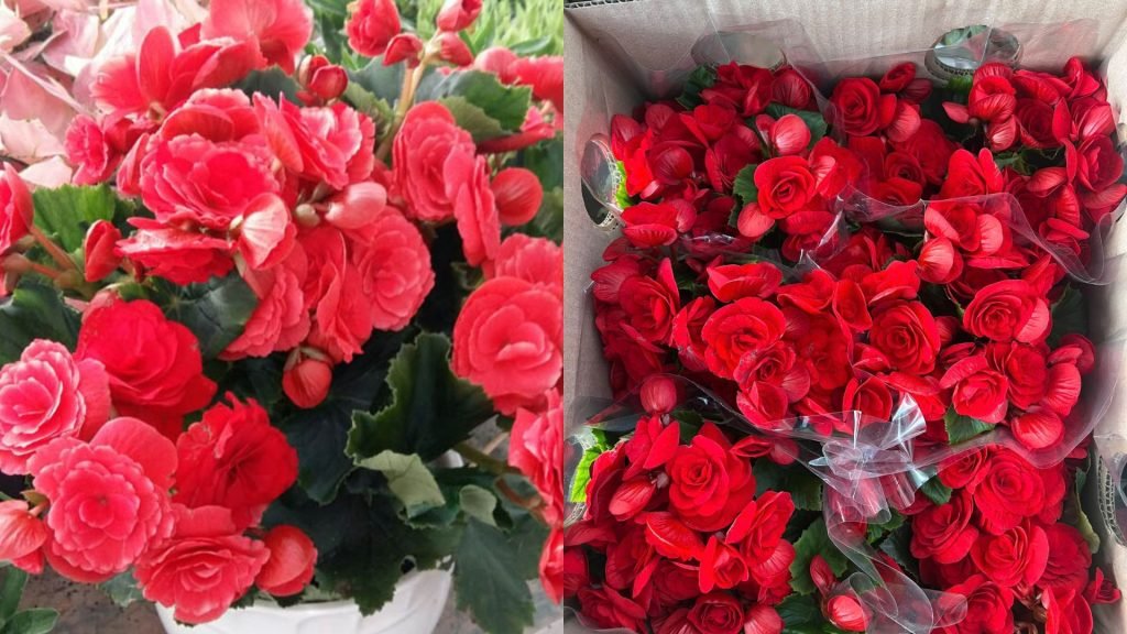 Hoa Thu Hải Đường 2