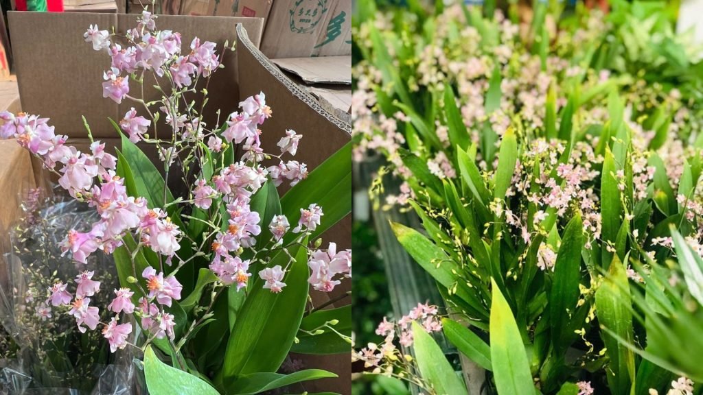 Hoa Lan Vũ Nữ Hồng Lâu Mộng 2