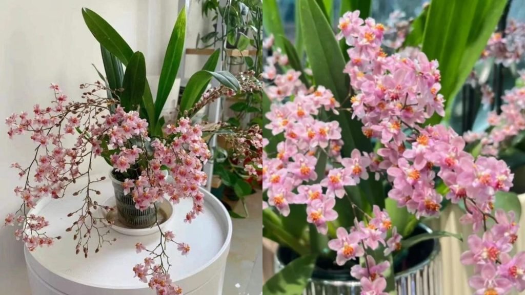 Hoa Lan Vũ Nữ Hồng Lâu Mộng 3