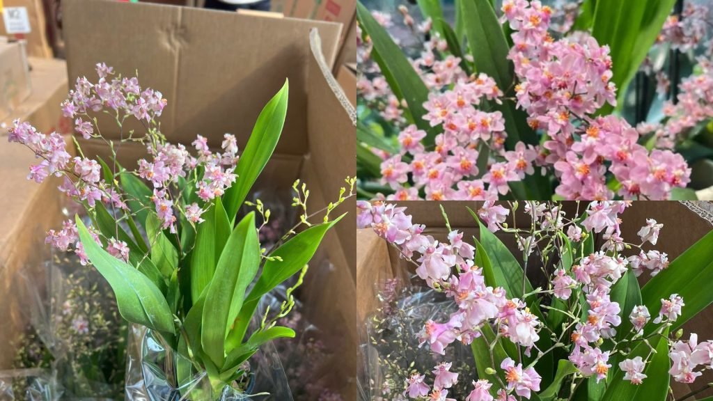 Hoa Lan Vũ Nữ Hồng Lâu Mộng