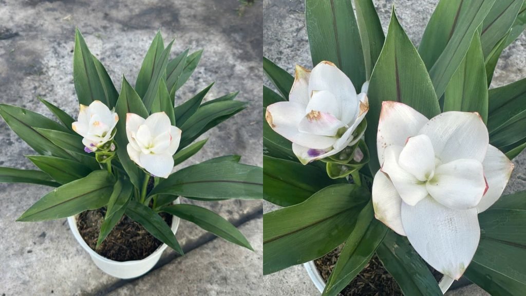 Hoa Nghệ Tây Trắng 2