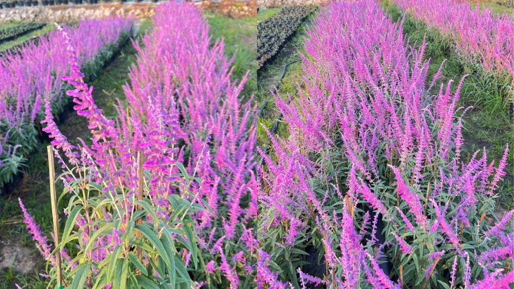Hoa Lavender Thái