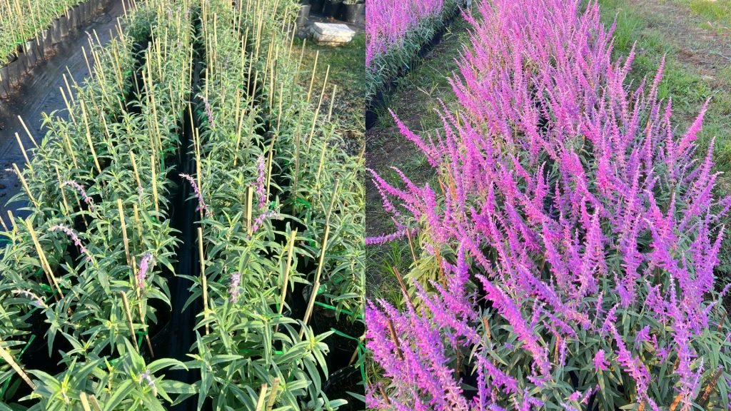 Hoa Lavender Thái 3