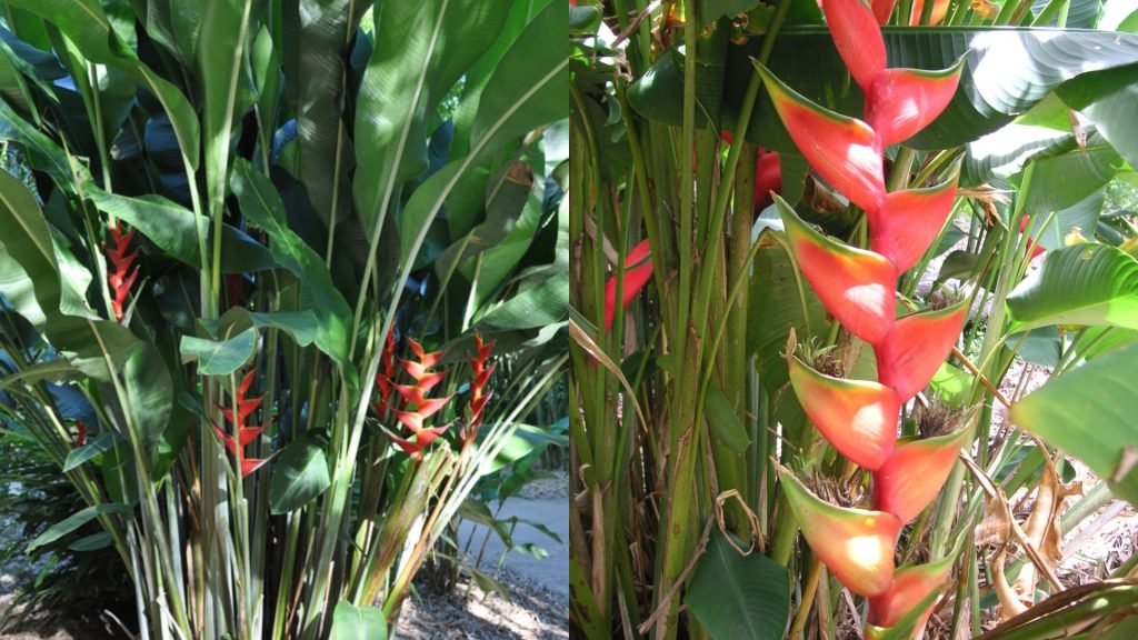 Cây Chuối Phượng Hoàng 3
