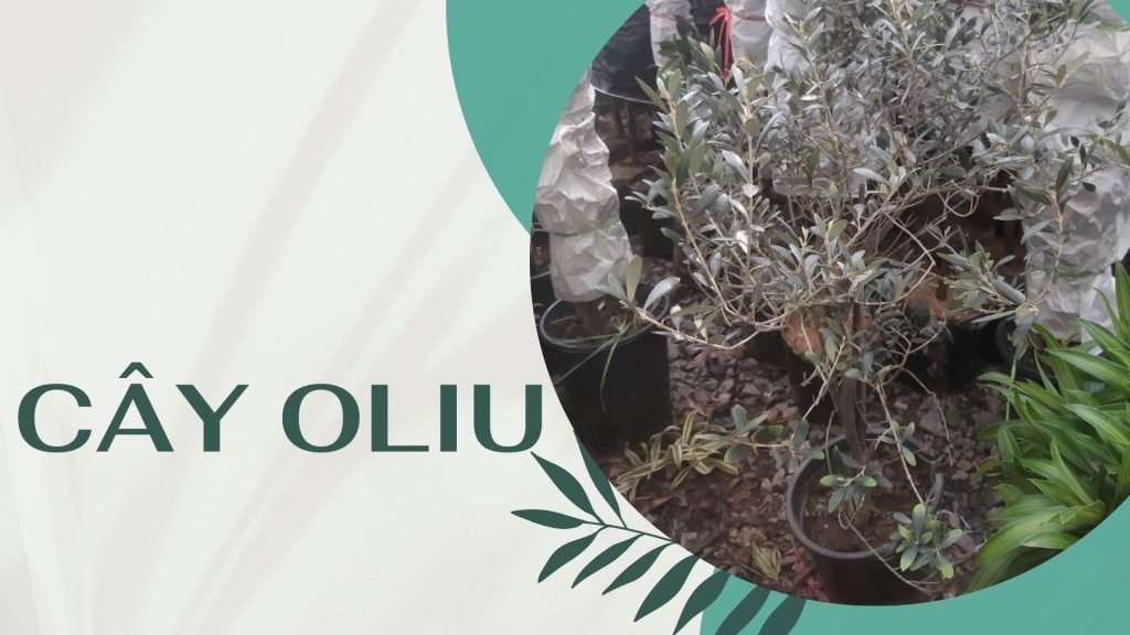 Cây Oliu
