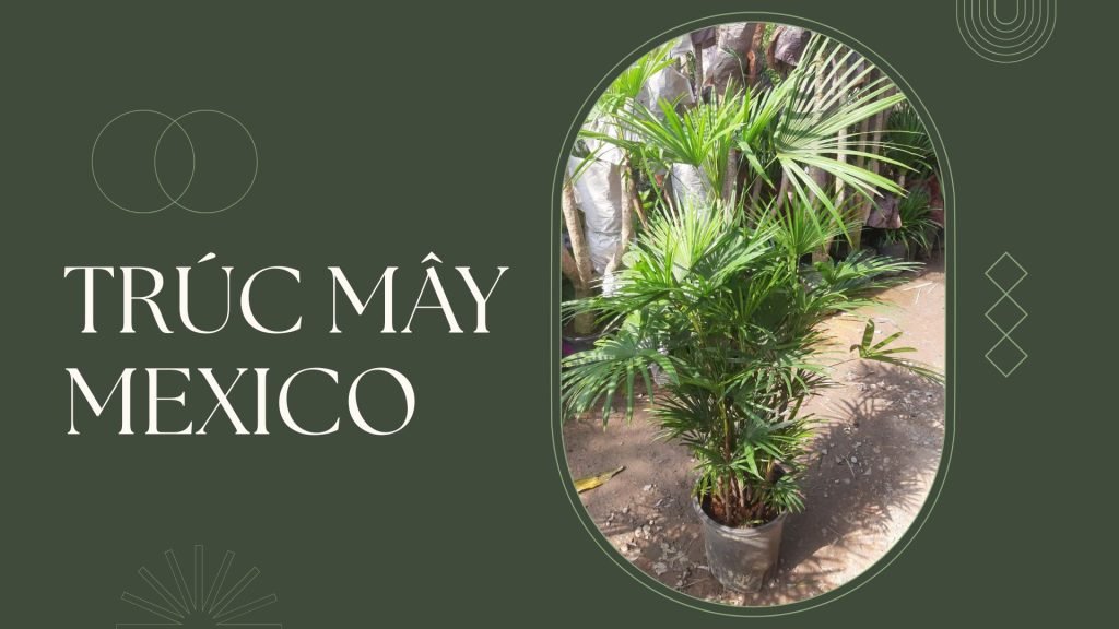 Cây Trúc Mây Mexico