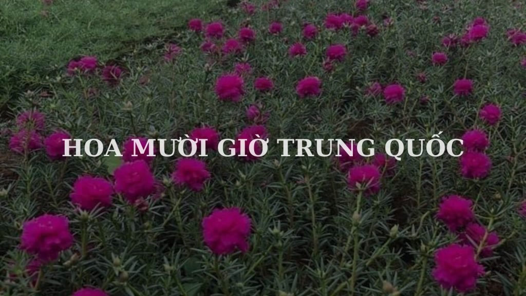 Hoa Mười Giờ Trung Quốc