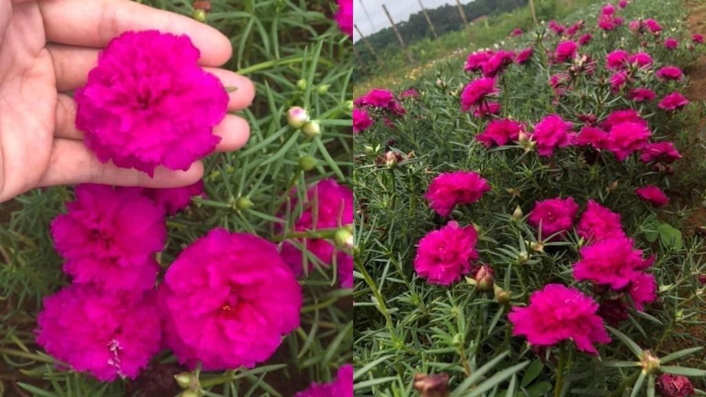 Hoa Mười Giờ Trung Quốc 2