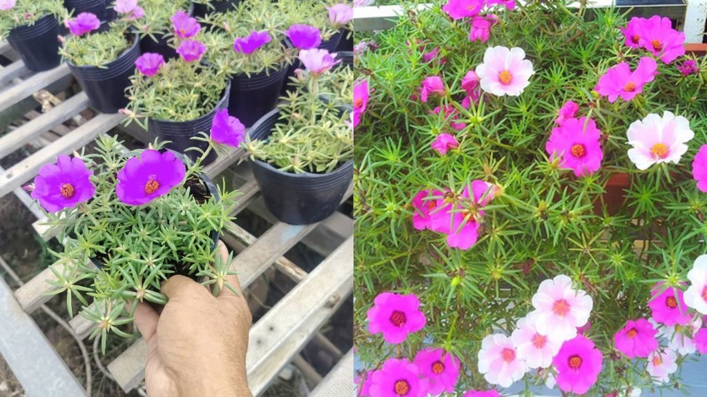Hoa Mười Giờ Mỹ