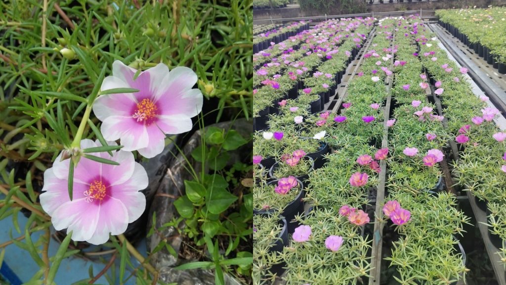 Hoa Mười Giờ Mỹ 3