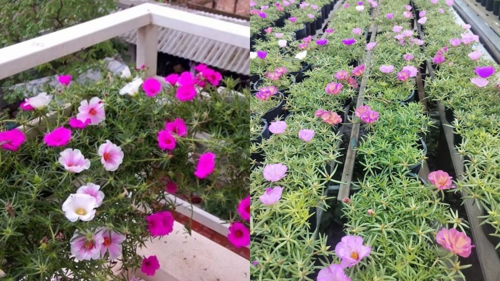 Hoa Mười Giờ Mỹ 2