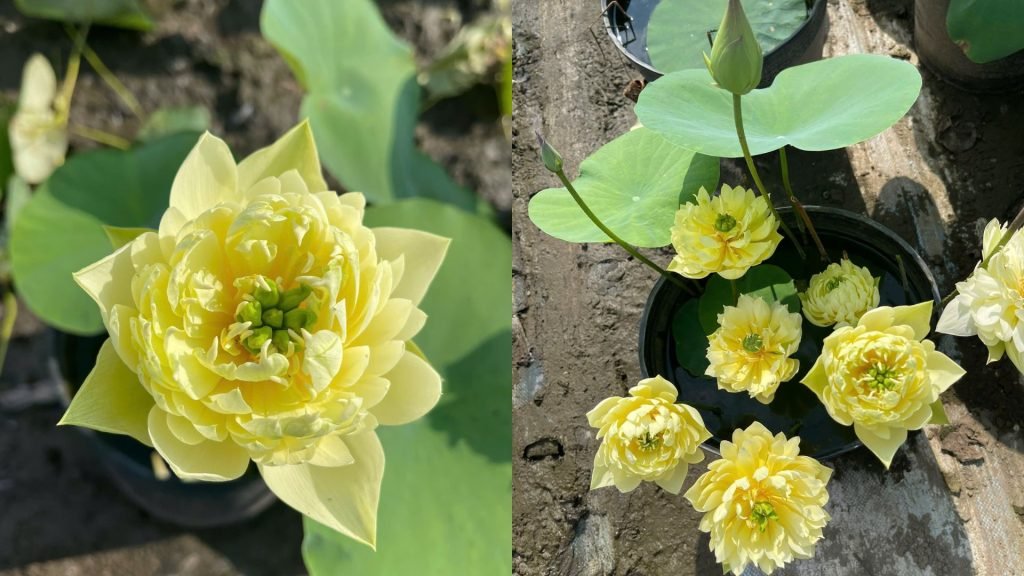 Sen Vàng Lingting Chuai 2