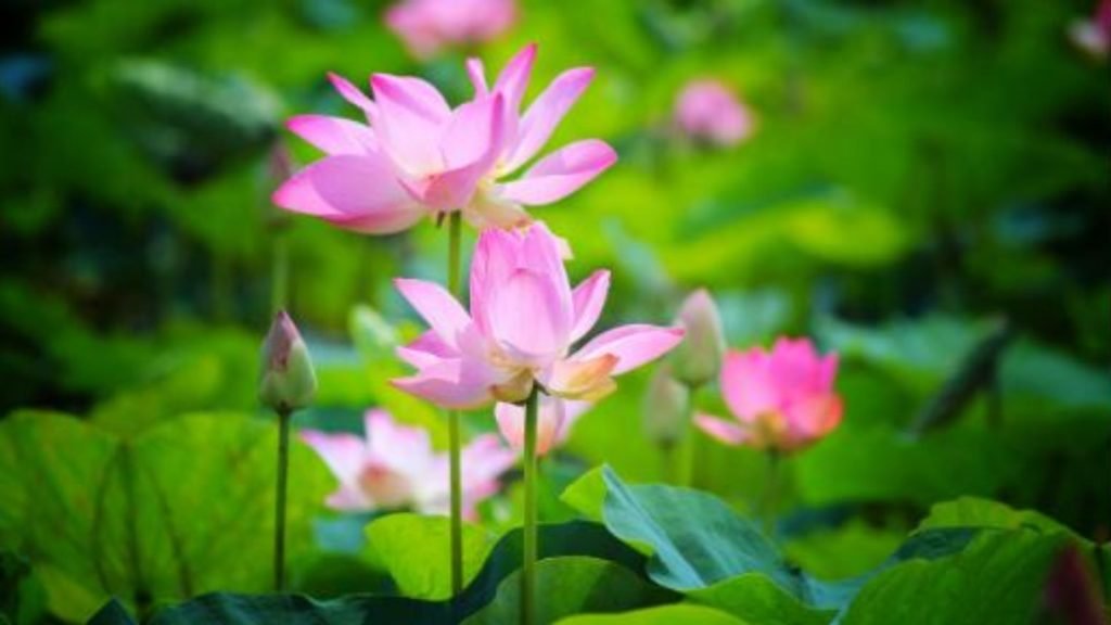 Hoa Sen Đồng Tháp 2