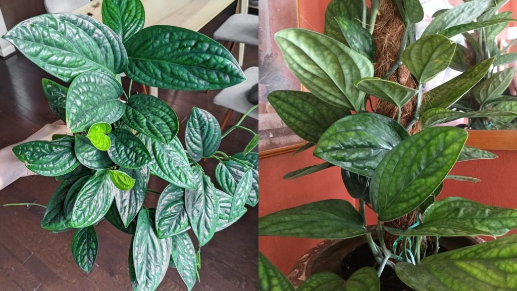 Cây Trầu Bà Hạnh Phúc Cột 2
