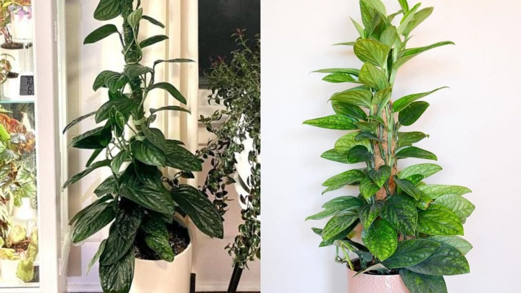 Cây Trầu Bà Hạnh Phúc Cột 3