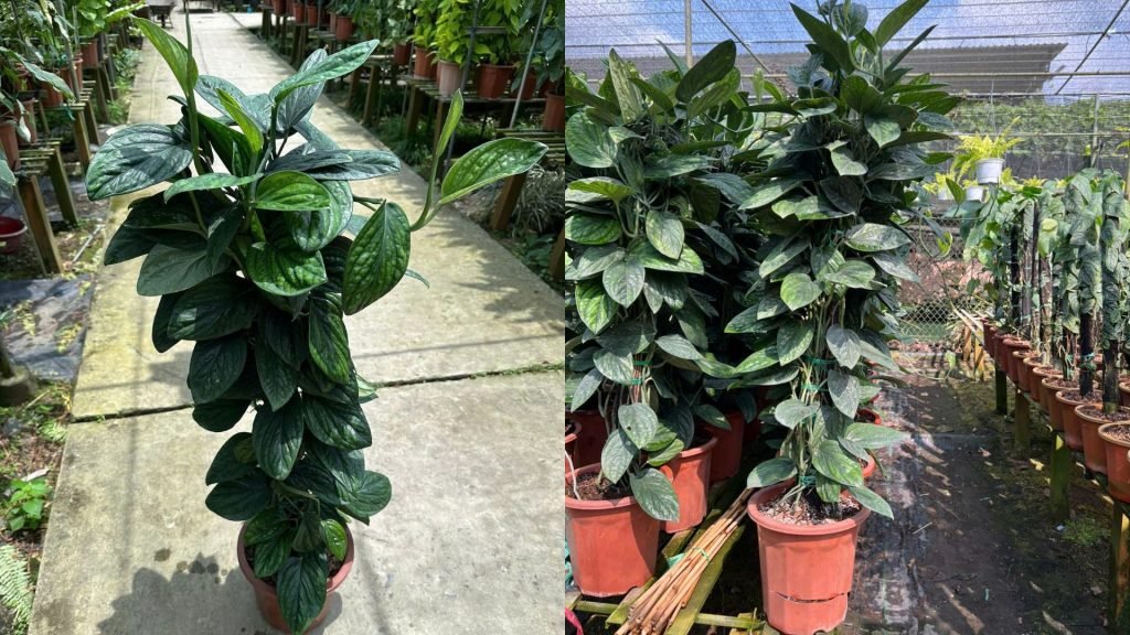 Cây Trầu Bà Hạnh Phúc Cột