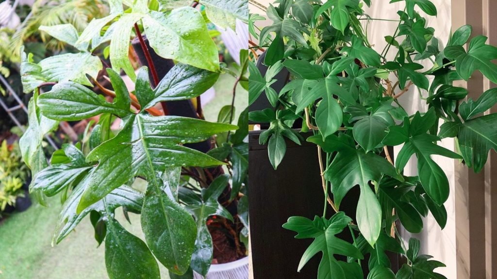 Cây Trầu Bà Cánh Én Cột 3