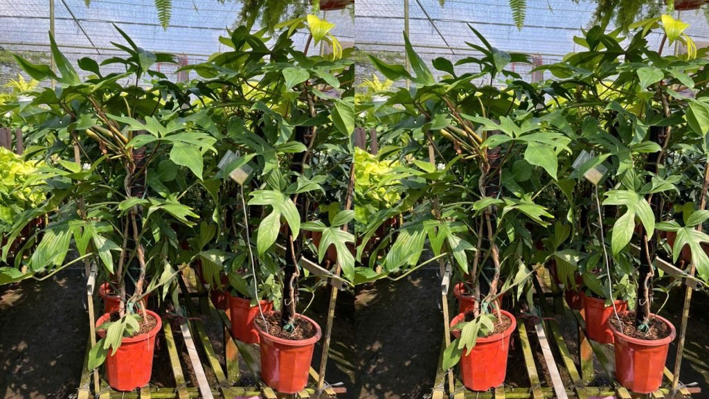 Cây Trầu Bà Cánh Én Cột 2