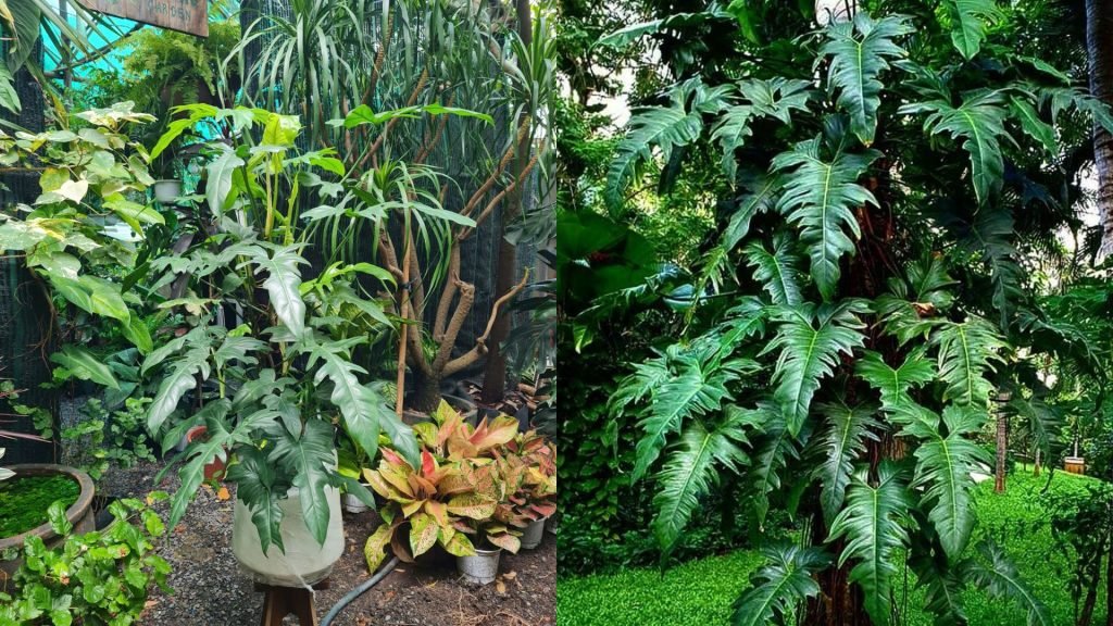 Cây Trầu Bà Rồng Xanh Cột 3