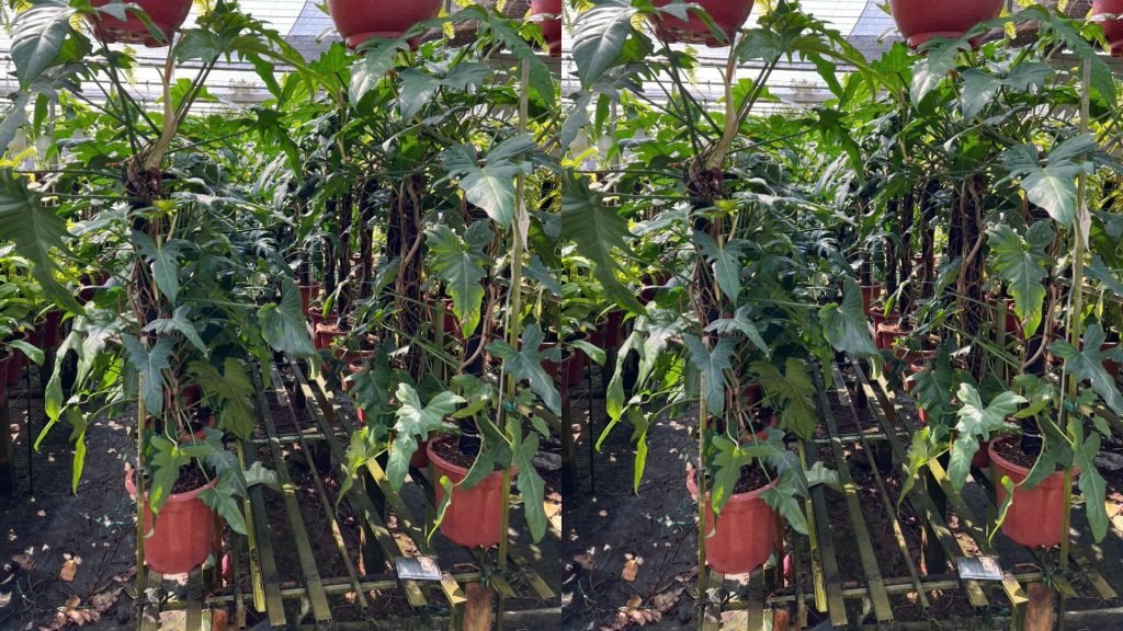 Cây Trầu Bà Rồng Xanh Cột 2