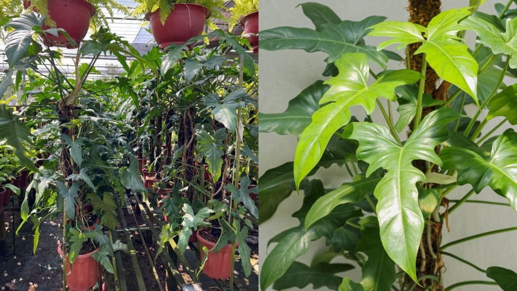 Cây Trầu Bà Rồng Xanh Cột