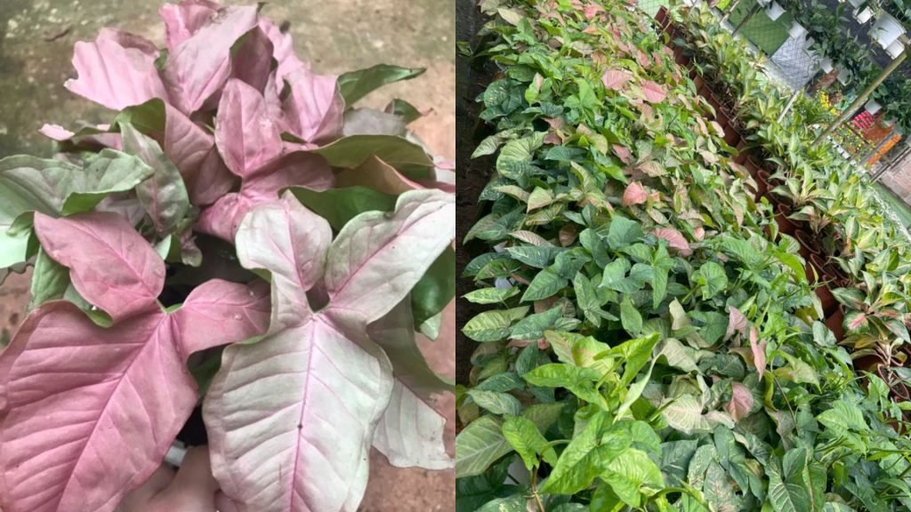 Cây Trầu Bà Hồng