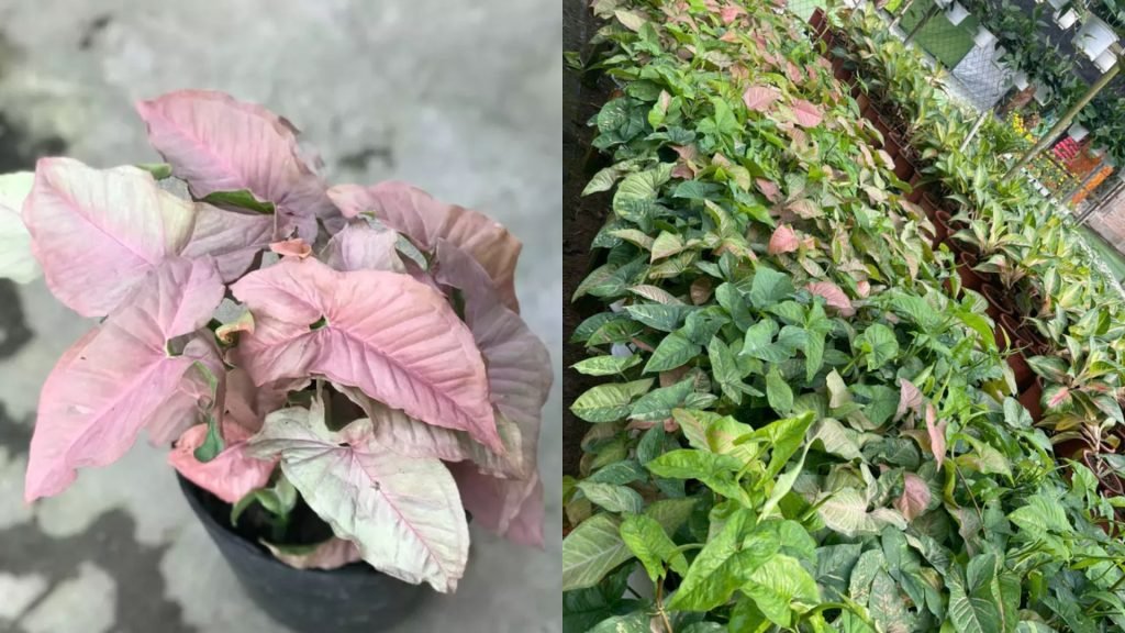 Cây Trầu Bà Hồng 2