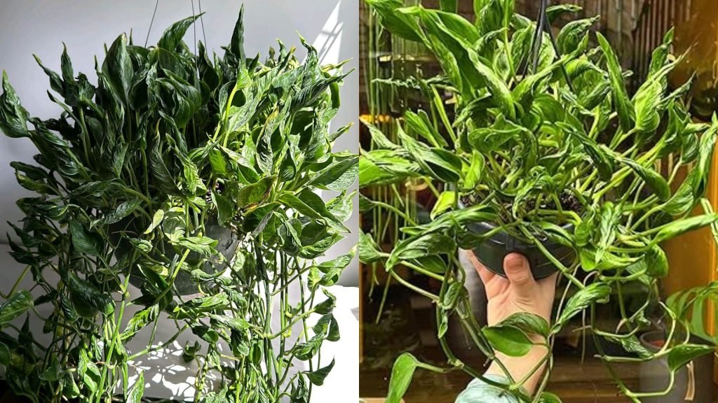 Cây Trầu Bà Tổ Yến Treo 3