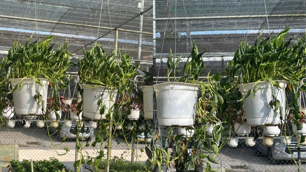 Cây Trầu Bà Tổ Yến Treo