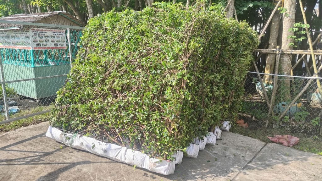 Tường Cây Si 2 Mặt (Hàng rào Cây Si) 2