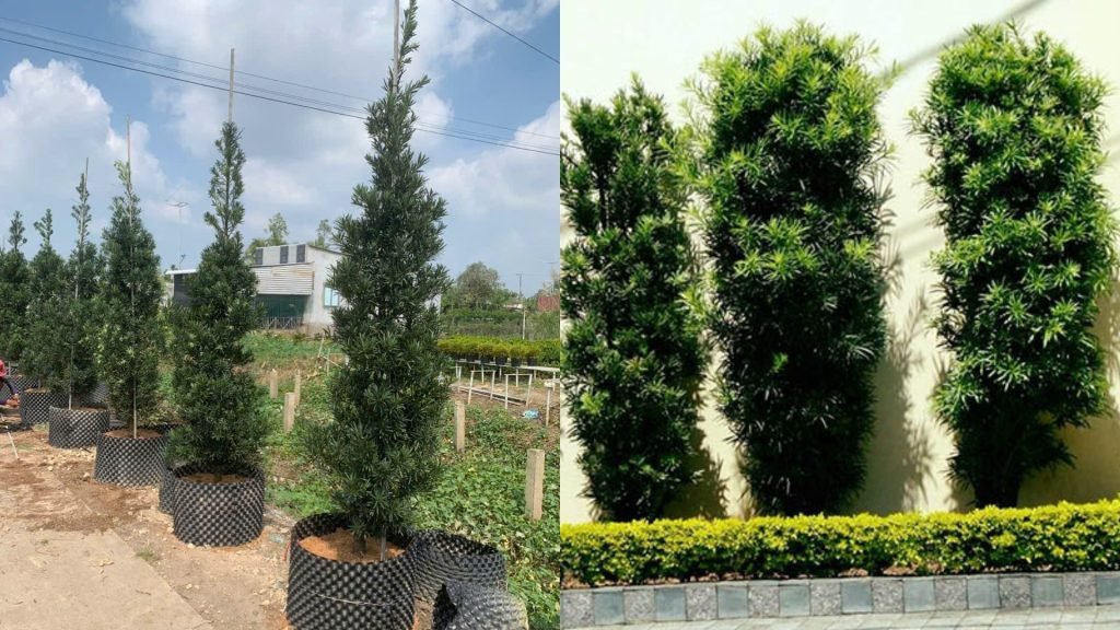 Cây Tùng Vạn Niên 3