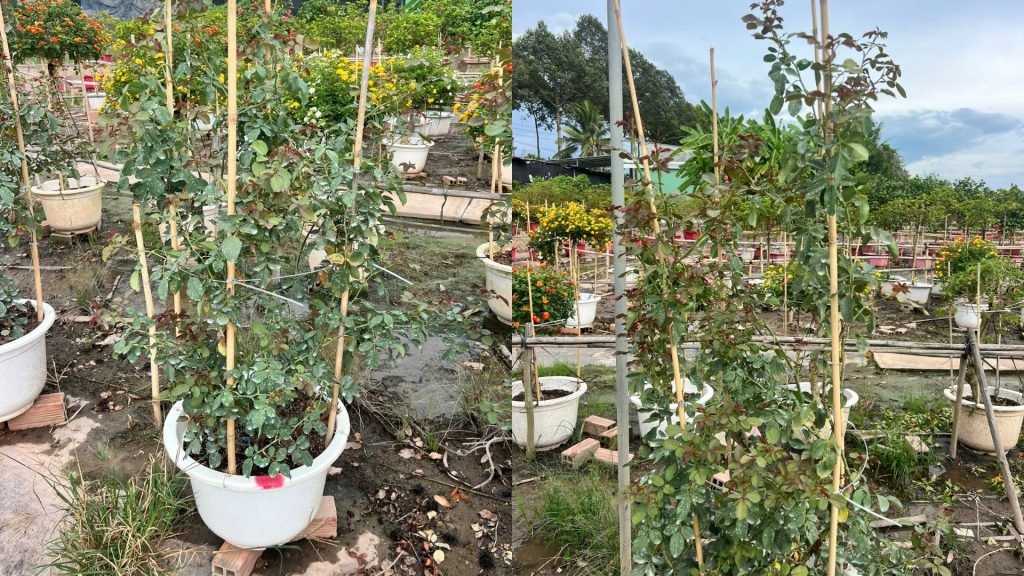 Hoa Hồng Cổ Hải Phòng 3