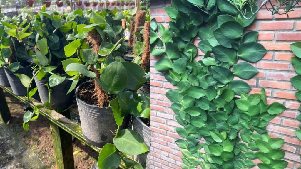 Cây Tắc Kè 2
