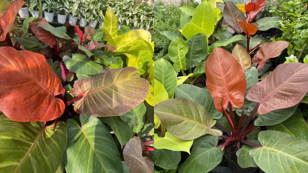 Cây Trầu Bà Đế Vương Đỏ