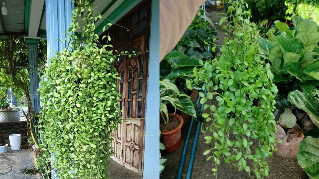 Cây Hạt Dưa Treo 3