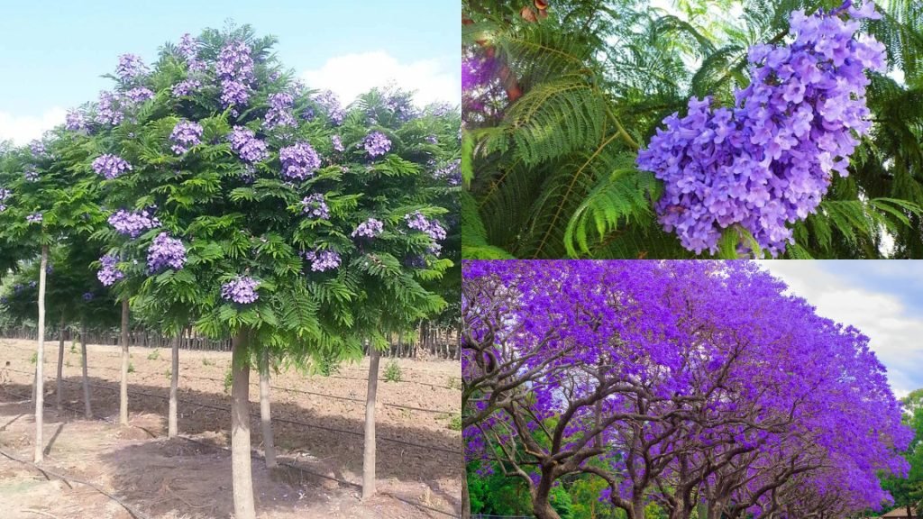 Cây Phượng Tím
