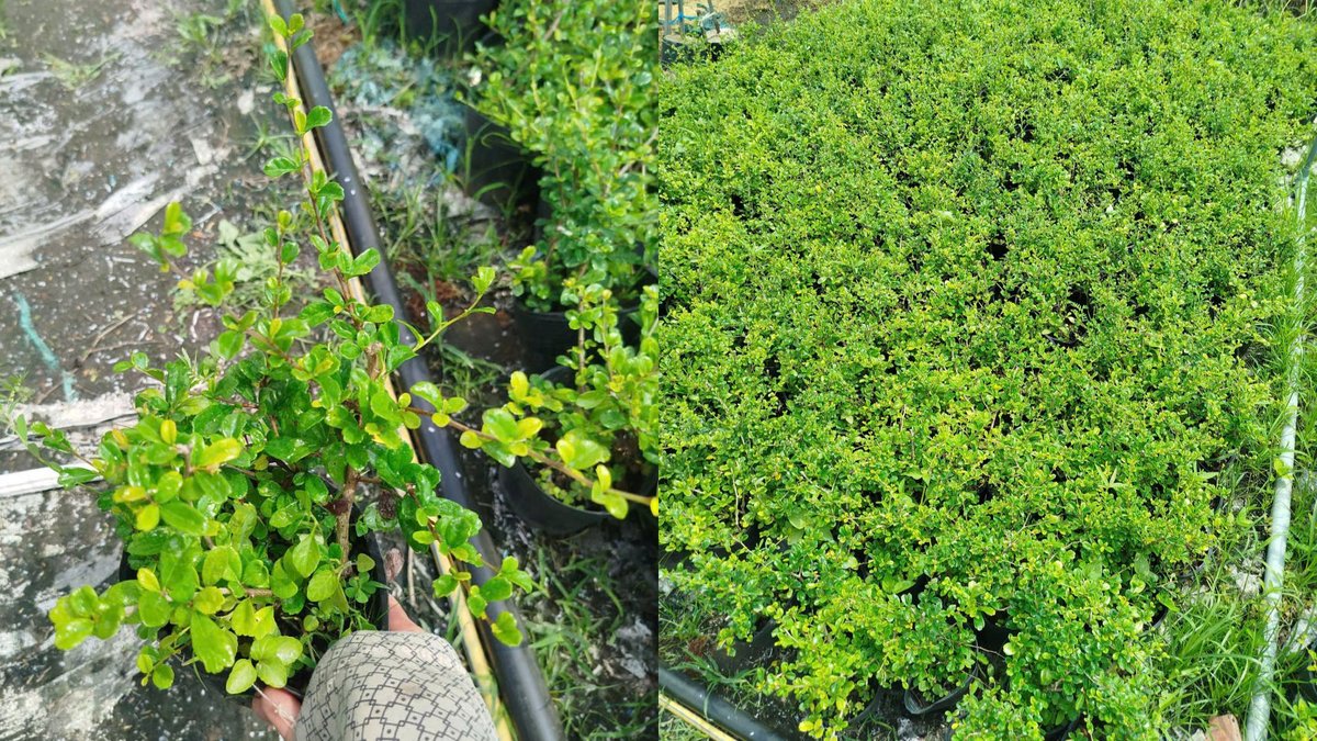 Cây Bùm Sụm 2