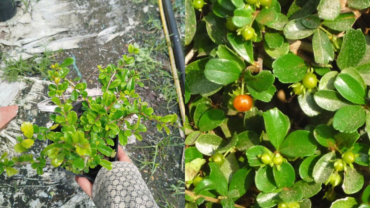 Cây Bùm Sụm 3