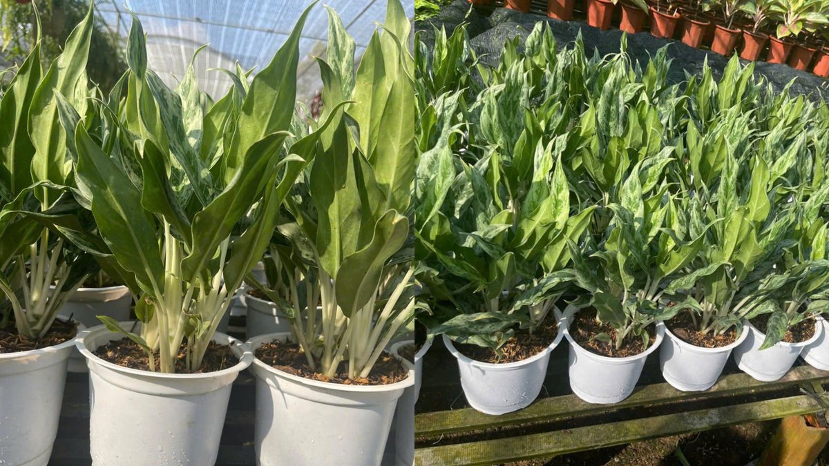 Cây Giữ Tiền Thái 2