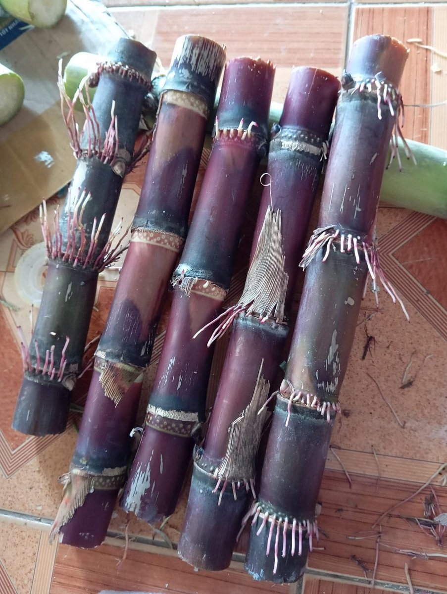 Cây Giống Hom Mía Đen (Mía Tím) 5-6 cây – dài 30–40cm 2